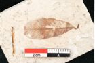 Foto (Detailansicht) von Chrysophyllum olympicum Unger (NHMW-GEO-2024-0188-8166)
